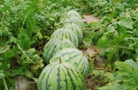 今日吃瓜热门大瓜每日更新,紧跟热门大瓜，揭秘娱乐圈最新动态